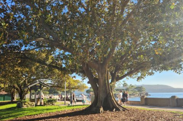 Balmoral fig trees drilled and poisoned.