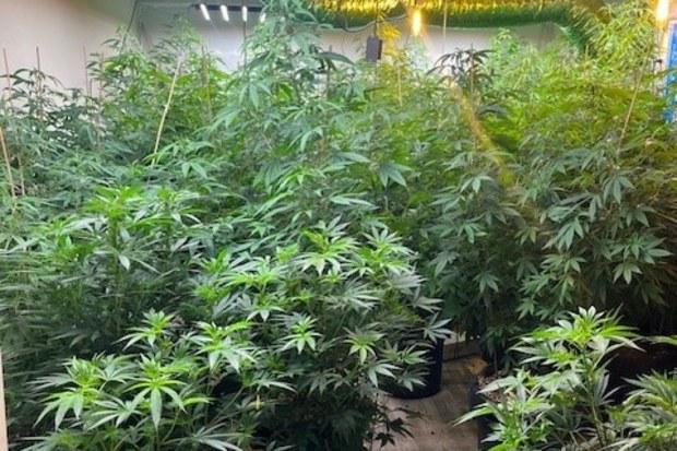 A man has been hit with drug charges after officers allegedly uncovered multiple weed farms across Adelaide's west. 