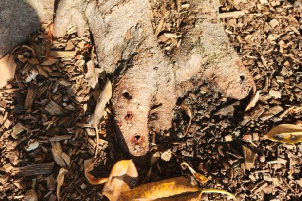 Balmoral fig trees drilled and poisoned.