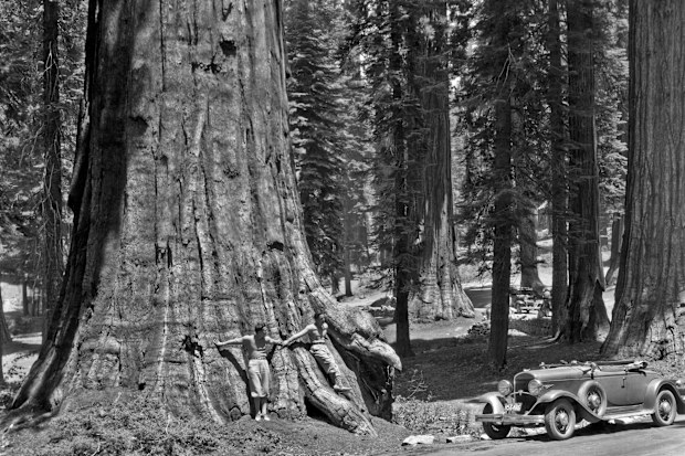 Two men lean against a Sequoia tree in the Sierra mountains in California, Yosemite National Park, California