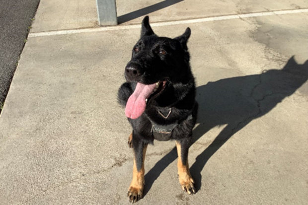 Police dog Rocco