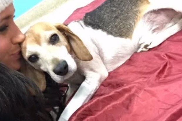 meghan markle rescue dog beagle guy tribute video instagram