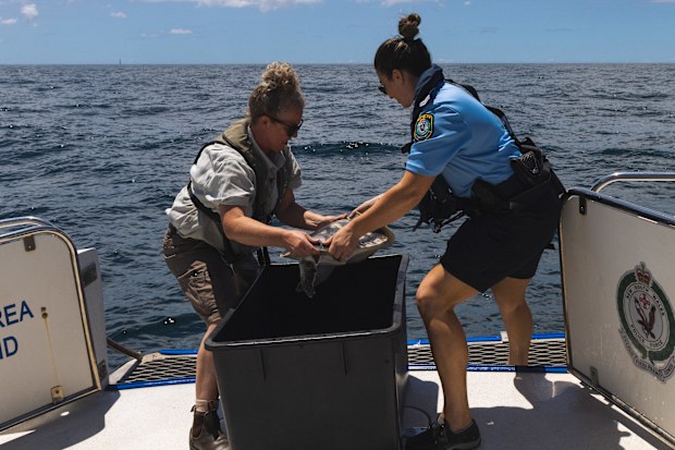 Sarah Male helps release Tama the Turtle, who came into the Taronga Wildlife Hospital as a hatchling and pooed plastic for the first six days following its admission.