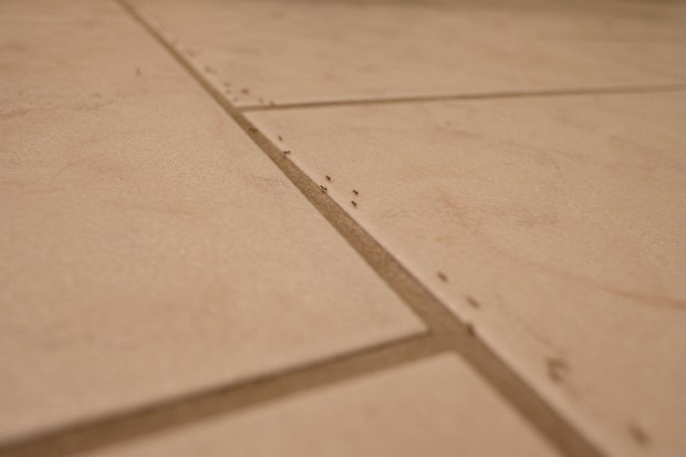 A trail of ants along a tile floor.