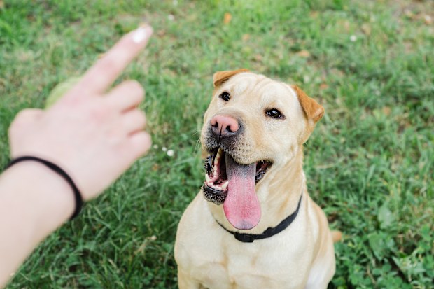 Dog training