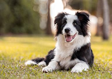 4. Border Collie