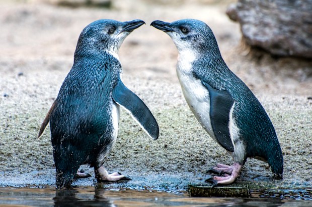 Little Penguins St Kilda Breakwater