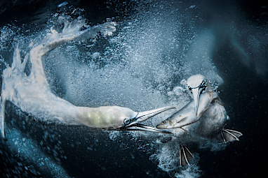 Underwater Gannets