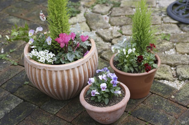 Potted flowers