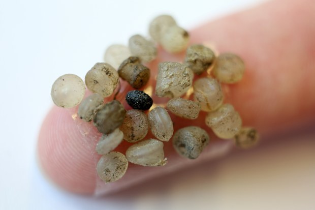 Pieces of microplastic, which were found on the banks of the Warnow in Rostock, Germany.