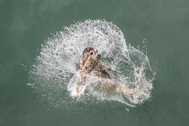 Eight suspects were arrested when 100 seal pups were found captive in northern China earlier this year. (Pan Yulong/Xinhua via AP)