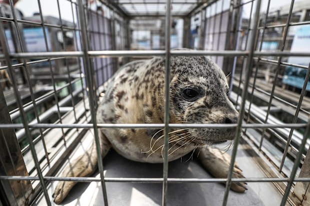 Because many of the pups were only two-weeks-old at the time they were stolen, they died due to not being weaned from their mother correctly. (Pan Yulong/Xinhua via AP)