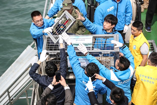 Animal groups cheered the release of 37 spotted seal pups rescued from traffickers into the wild in northern China. (Pan Yulong/Xinhua via AP)