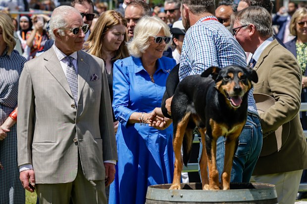 King Charles III and Queen Camilla view sheep dogs as they attend the Premier's Community BBQ on October 22, 2024 in Sydney, Australia.