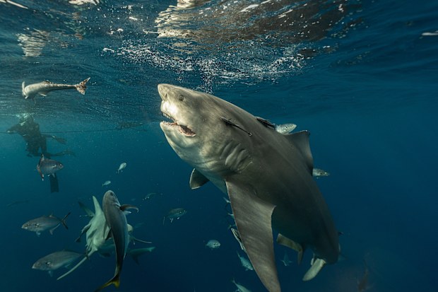 This large bull shark was spotted with a large gash down it's mouth. 