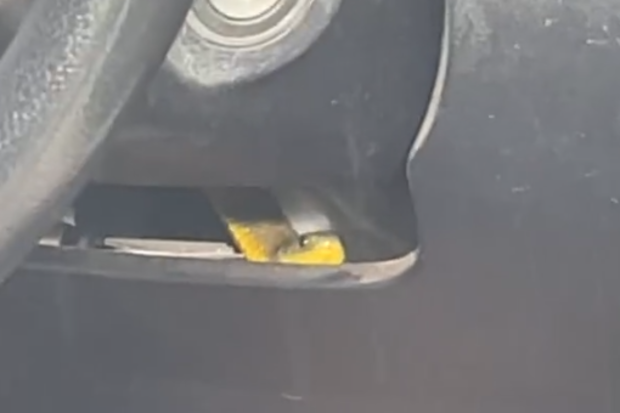 Barefoot driver's close encounter with a deadly tiger snake