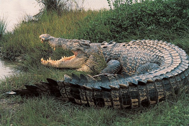 At 54-year-old man has been attacked by a crocodile in the Northern Territory. (File)