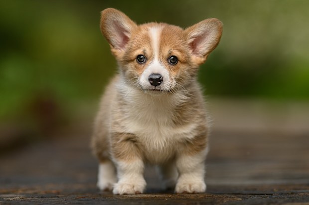 Stock image of a Welsh Corgi Pembroke puppy