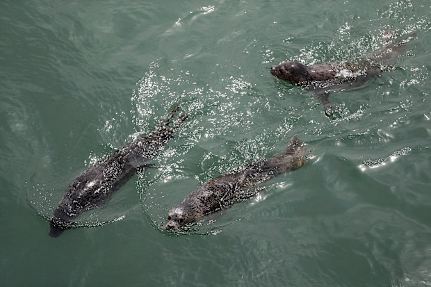 Spotted seals swim in the sea after being released by officials near Dalian in north-eastern China's Liaoning province. (Pan Yulong/Xinhua via AP)