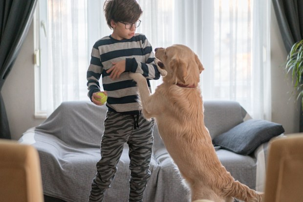 Dog jumping up