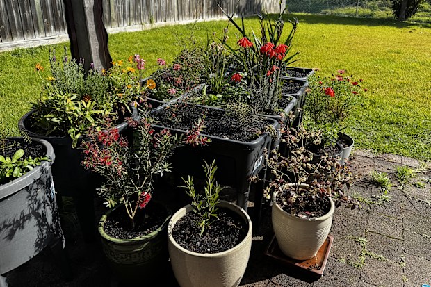 Reagan Nelson, horticulturalist, If You Mow You Mow, home patio garden