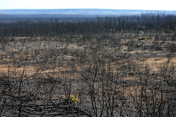 Devastation on Kangaroo Island as tourists cancel plans to visit popular destination. 