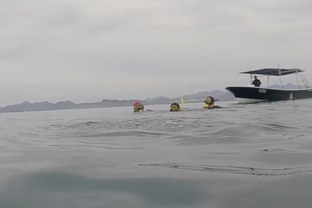 Swimming with whale sharks in Cabo, Mexico