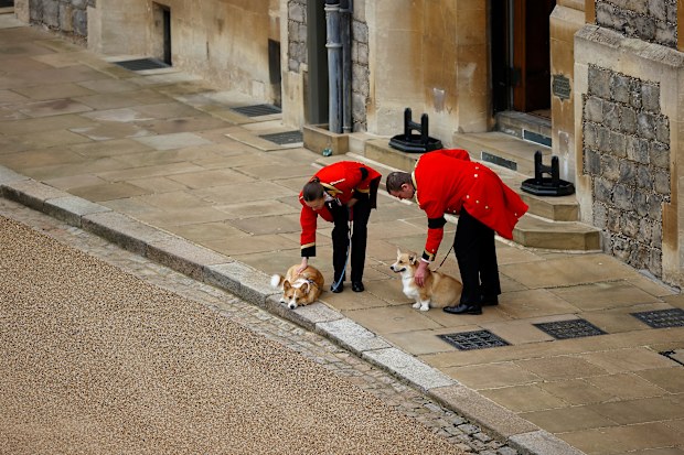 WINDSOR, ENGLAND - SEPTEMBER 19: The royal corgis await the cortege ahead of the Committal Service for Queen Elizabeth II held at St George's Chapel, Windsor Castle on September 19, 2022 in Windsor, England. The committal service at St George's Chapel, Windsor Castle, took place following the state funeral at Westminster Abbey. A private burial in The King George VI Memorial Chapel followed. Queen Elizabeth II died at Balmoral Castle in Scotland on September 8, 2022, and is succeeded by her elde