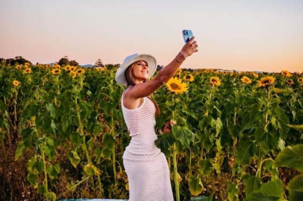 Flower fans will soon be able to pick their own blooms near Sydney,Hunter Valley Sunflowers has announced it's opening for the summer, with the fields packed full of yellow stems.
It's also set to be a popular spot to head for a Instagram photoshoot, with fields of vivid yellow flowers providing a perfect backdrop. 