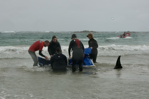 Stranded whales in Tasmania