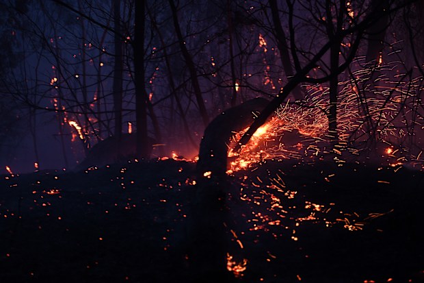 Embers are seen from a burning tree as a bushfire burns close to homes on Railway Parade in Woodford NSW, Friday, November 8, 2019. (AAP Image/Dan Himbrechts) NO ARCHIVING
