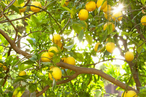 Lemon tree