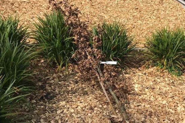 The tree Tony Abbott planted at a memorial garden dedicated to former prime ministers has been vandalised for the second time as the local council looks to heighten security.