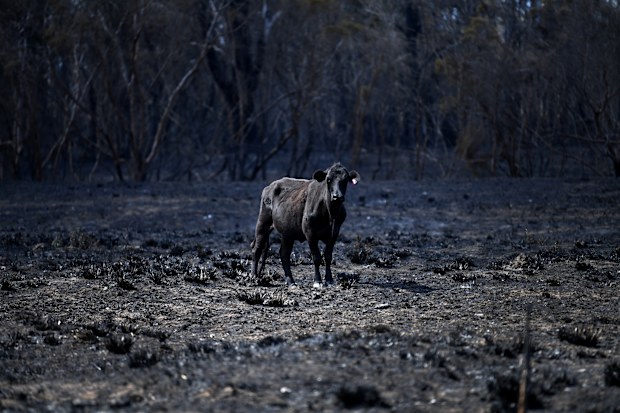 A cow stands in a burnt out field in Rappville, NSW, Thursday, October 10, 2019. Several properties were lost when an out-of-control bushfire swept through the northern NSW village. (AAP Image/Dan Peled) NO ARCHIVING