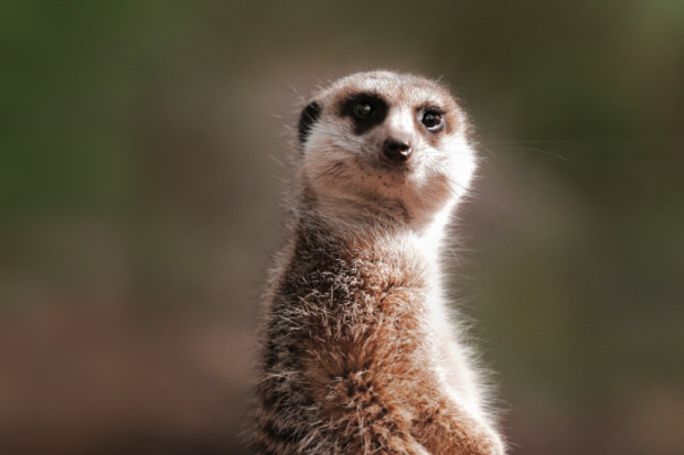 Meerkat Zoos Victoria