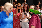 Queen Camilla meets Caesar the parrot during a visit to Refettorio OzHarvest Sydney on October 22, 2024 in Sydney, Australia. The queen and King Charles III's visit to Australia is his first as monarch, and the Commonwealth Heads of Government Meeting (CHOGM) in Samoa will be his first as head of the Commonwealth.  