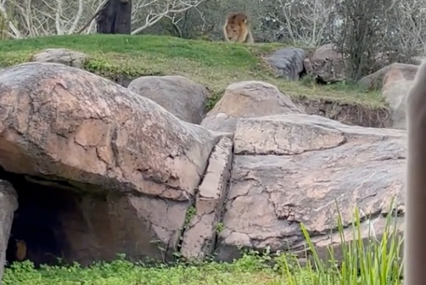Katelin was film lions on the guided tour when the tour vehicle stopped.