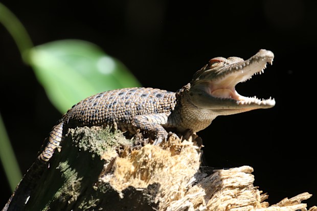 Solar Whisper eco tours David White