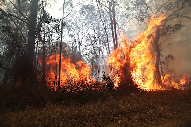 Firefighters battle bushfires in Busbys Flat, northern NSW, Wednesday, October 9, 2019. (AAP Image/Jason O'Brien) NO ARCHIVING
