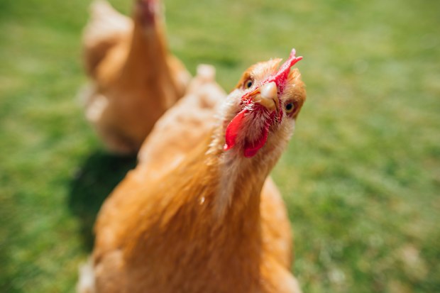 Chicken