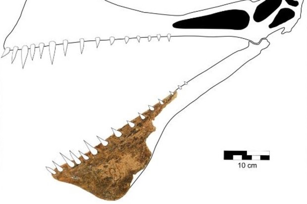 This graphic is a reconstruction of the skull of Thapunngaka shawi.