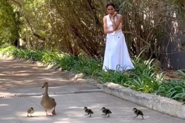 meghan markle with baby ducks and mama duck