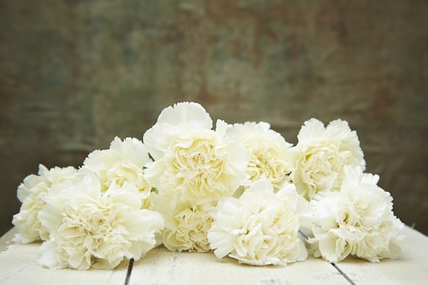 Carnations