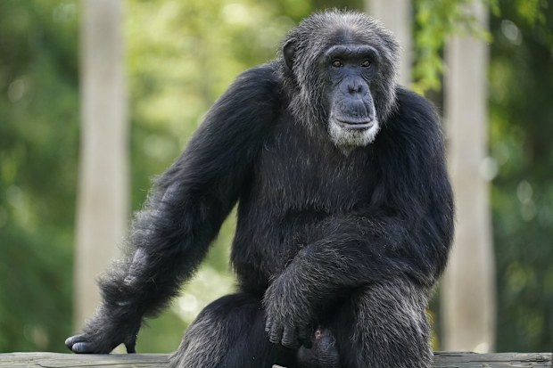FILE - A chimpanzee looks out of his enclosure at Zoo Miami