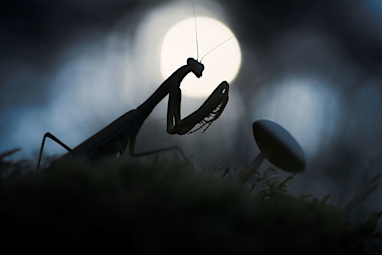 Mantis 