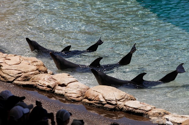 There are only two captive dolphin venues left in Australia.