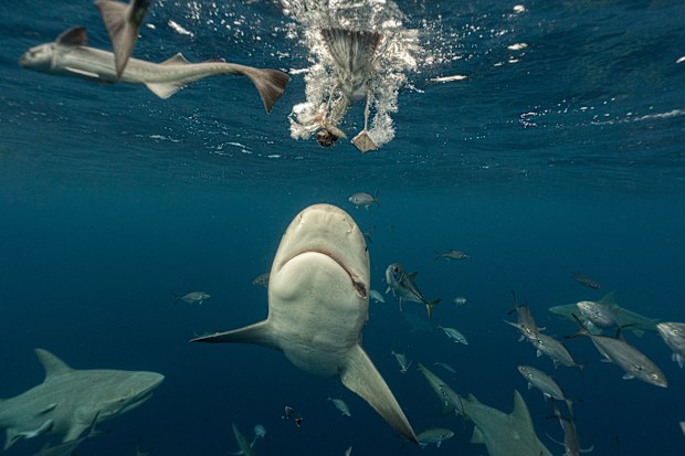 However, Moore says bull sharks are 'misunderstood' and often calm in clear water.