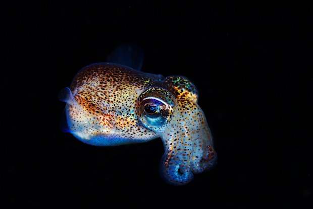 Bobtail glow squid