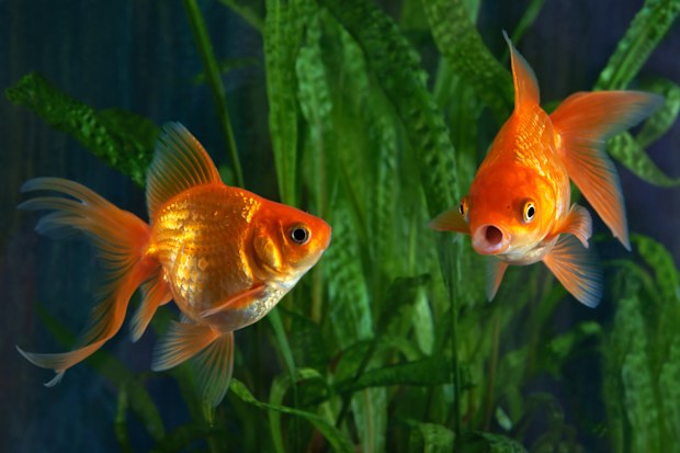 Goldfish