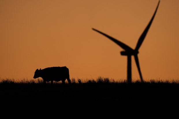 A cow grazes in a pasture at dawn as a wind turbine operates in the distance at the Buckeye Wind Energy wind farm, Monday, Sept. 30, 2024, near Hays, Kan.  